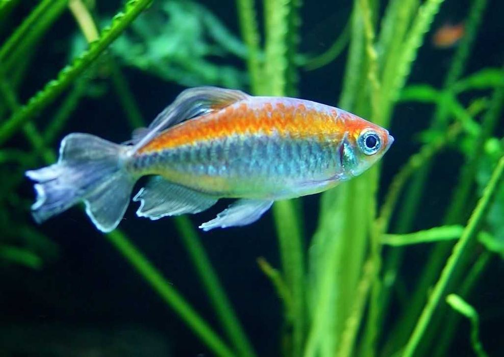 Аквариумная рыбка "Тетра Конго"