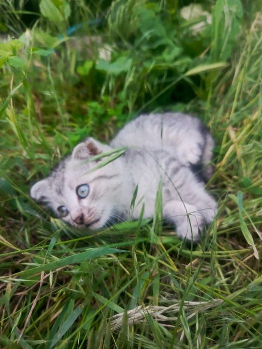 Шотландский вислоухий