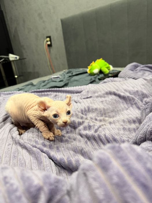 Котята очаровашки сфинкс бамбино