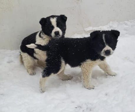 Отдам щенят , девочки в добрые руки