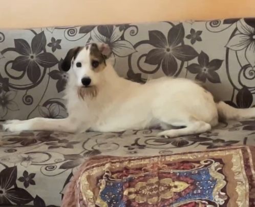 Пристраиваю доброго песика