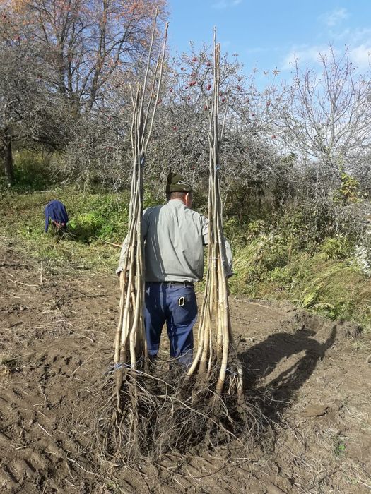 Nuci Chandler;Pesceanschi.Alun.Visin.Castan.Cires.Paulownia.Plantre>RO