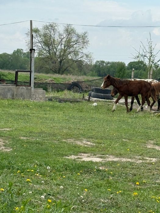 Ургашы тайлар сатылады 12 бас