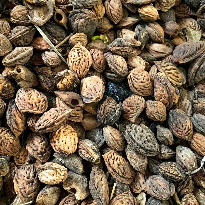 Донак. Шафтолини донакги бор. Срочно сотилади!