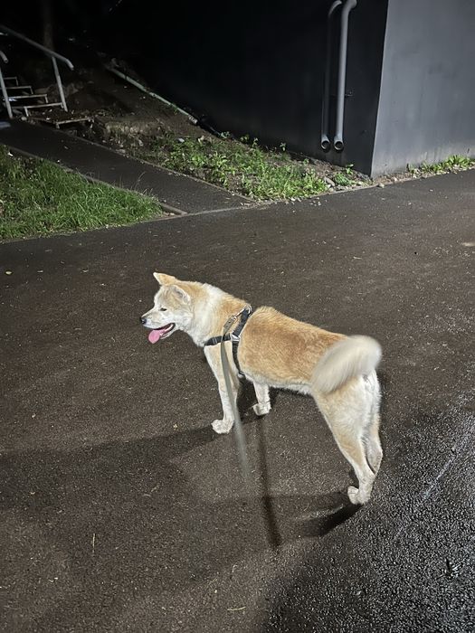 ВЯЗКА Кобель Акита Ину