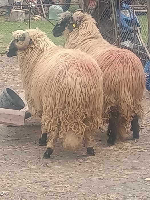 Vând berbecii țurcani buni