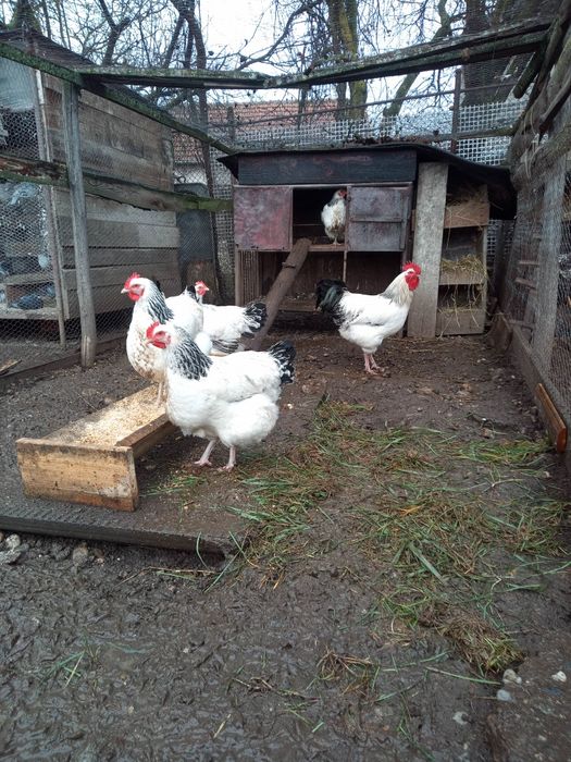 Vând oua de găini sussexi