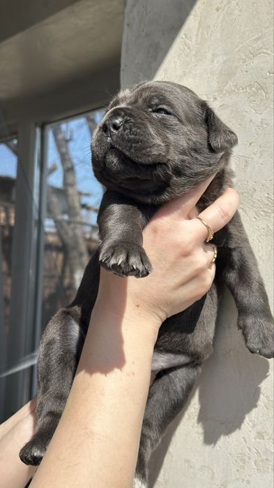 Щенки кане корсо