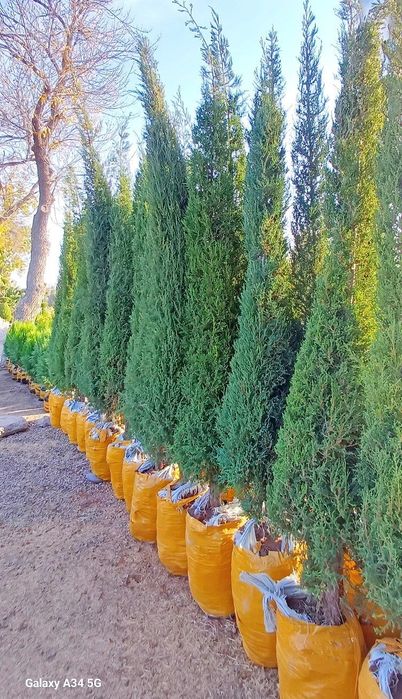 Йевропадан келтирилган узмзда йетиштирилган Кипарс Арчалармз бор