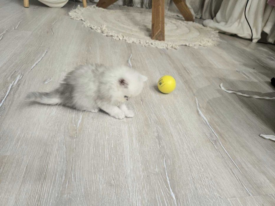 Персийска сребърна чинчила -котенца