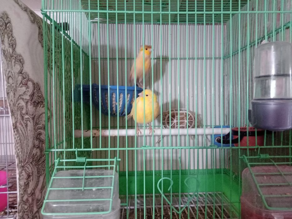 Тайор 3 пара канарейка