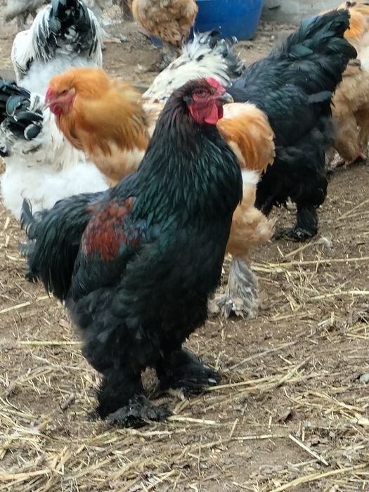 Продам петухов брама 10000.