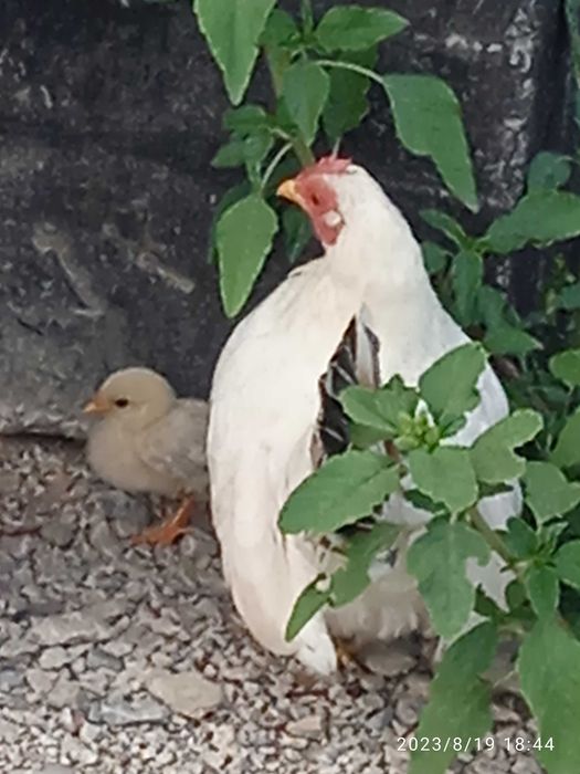 Мини куры, Маленькие куры