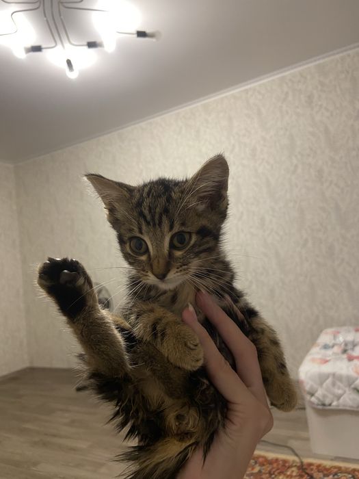 Отдам котенка мальчика