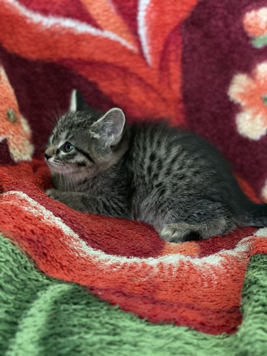 Hadiya. Отдам в добрые руки