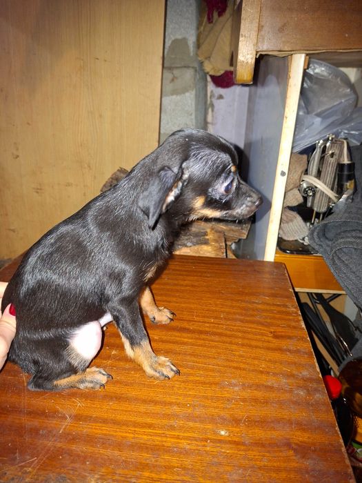 Продавам пинчери