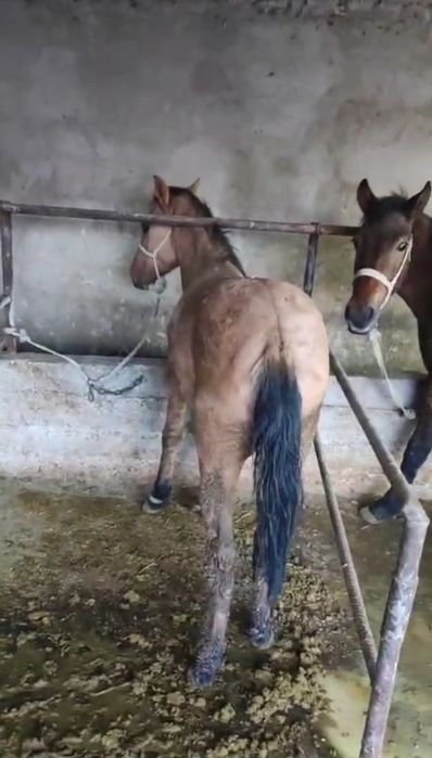 Жылқы лошадь конь