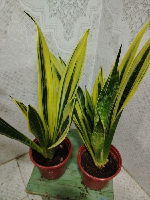 Продам цветы, Gullar sotiladi, Низкие цены