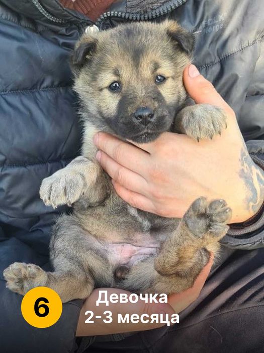 Дарим щенят. Мальчики и девочки