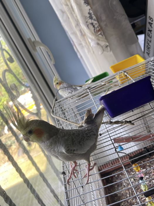 Птица папугай Корелла