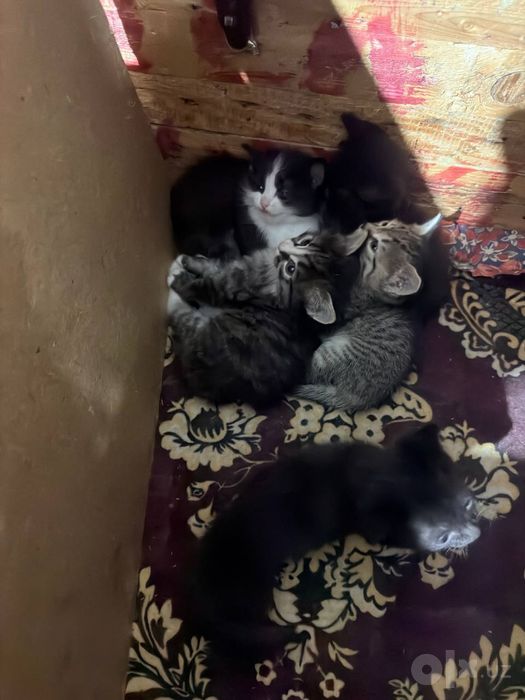 Домашний кошка бесплатно текин