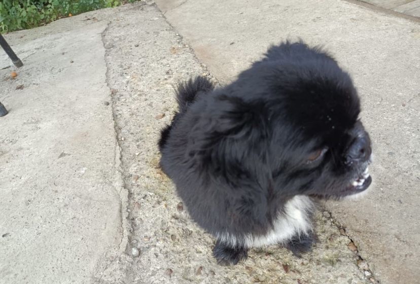 Продадим щенков пекинесов