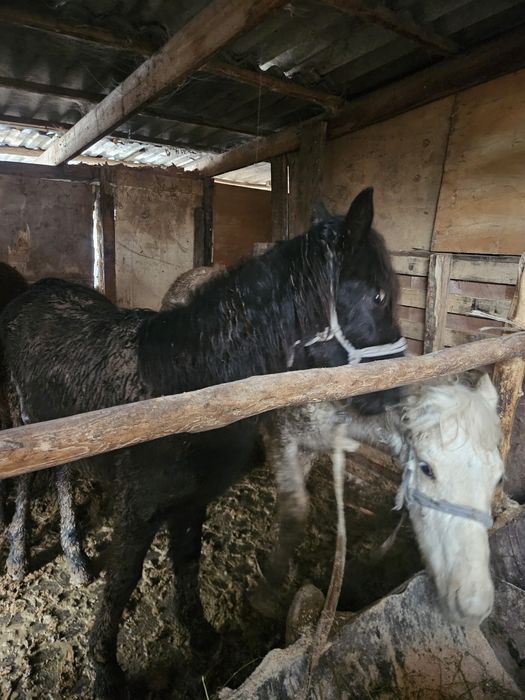 Продам.  жеребят