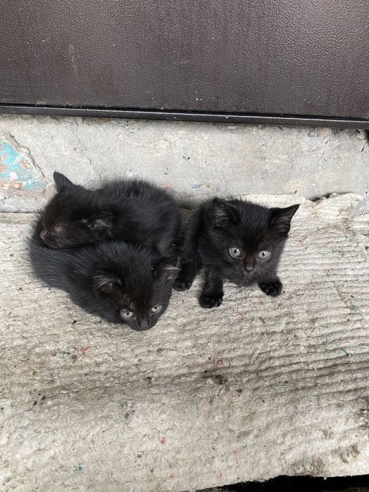 Отдадим котят в добрые руки!
