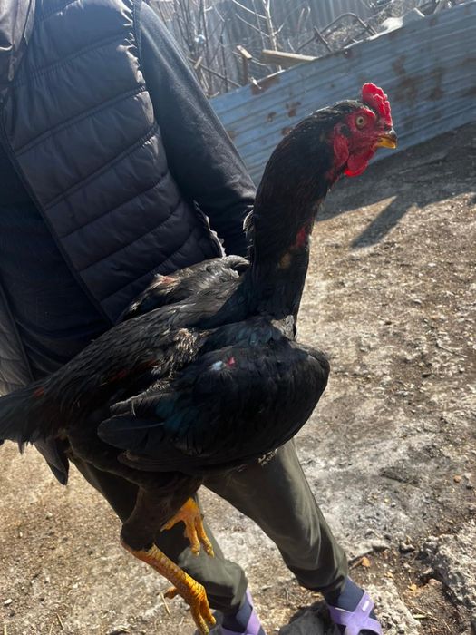 Продам петуха дакан