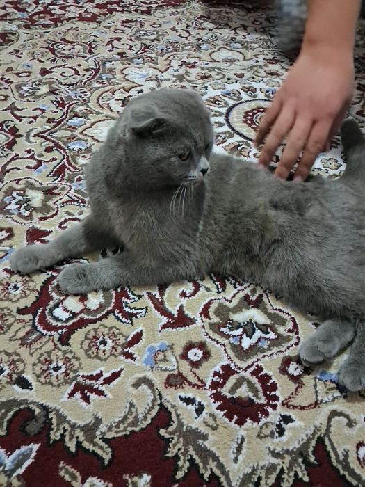 Aqqilli va muloyim mushuk