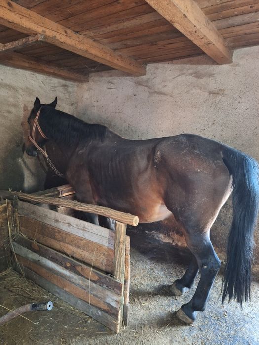 Vand iapa cu manz  sau skimb