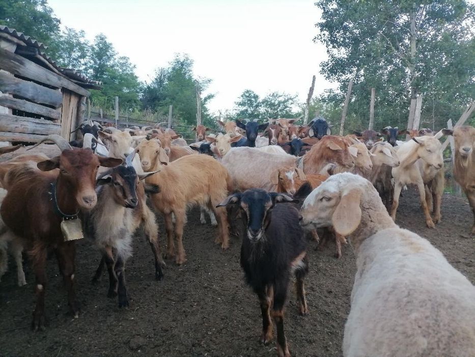 Capre și iezi de vânzare