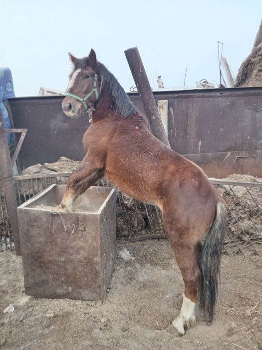 Продам жеребца 1 миллион 200 тысяч