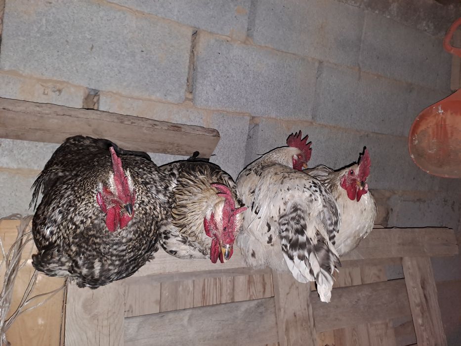 Әтештер сатылады,10айлық