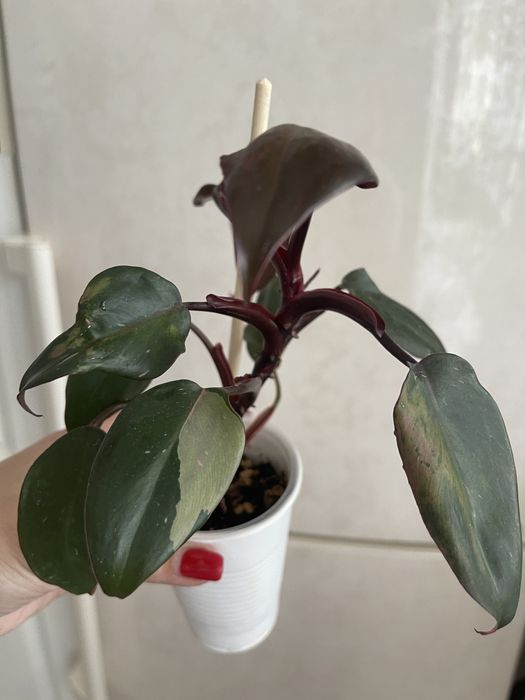 Продам комнатные цветы