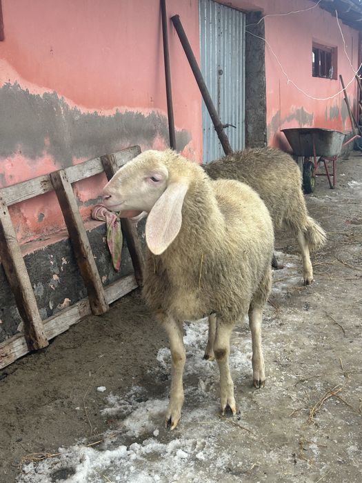 De vanzare berbecuti bergamasca