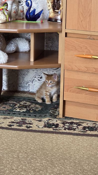 Отдам котят в добрые руки