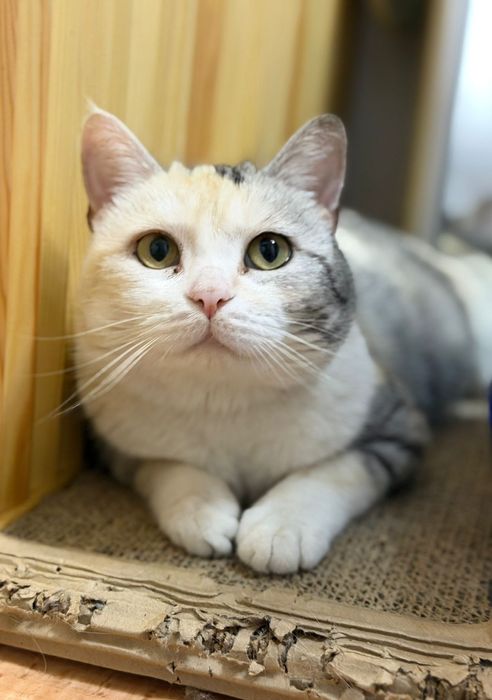 Ищем дом для Кошки