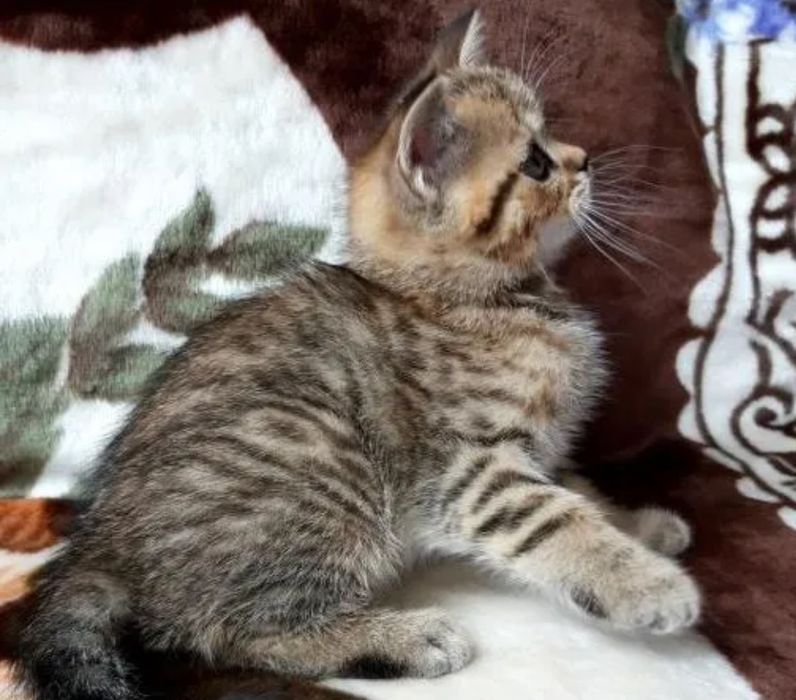 Симпатичные Котята