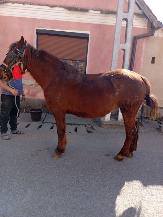 Vând iapa cuminte garantată