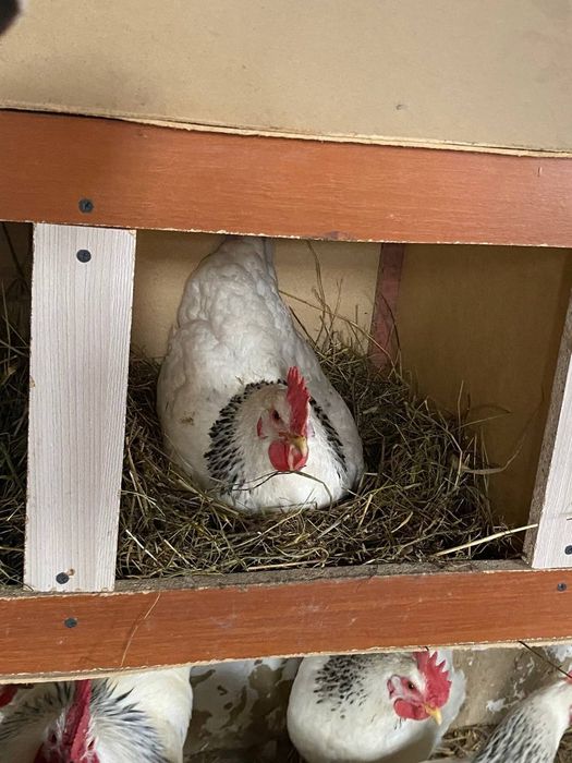 Адлерский Серебристый