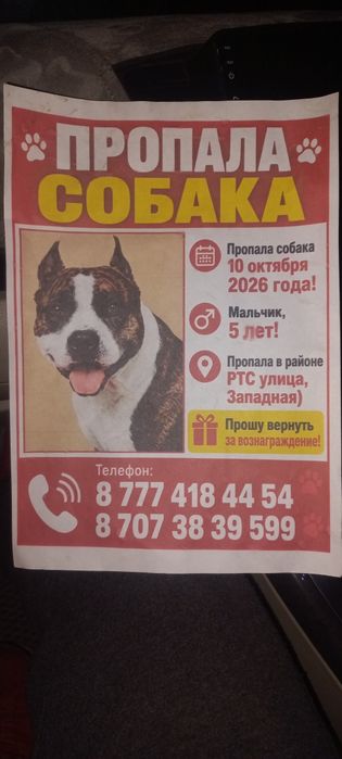 Пропала собака стала