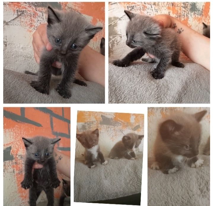 Котята в добрые руки