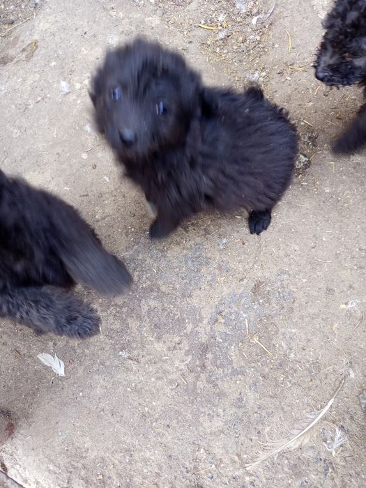 De vânzare căței de întors oile