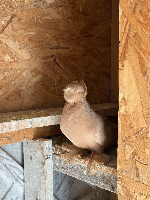 Jucatori de botosani