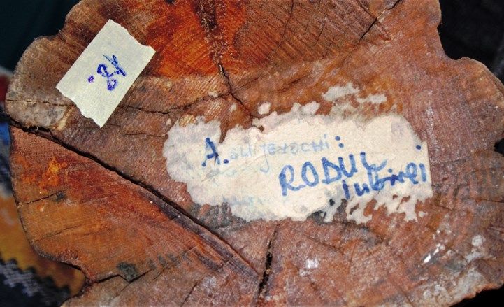 Sculpturi lemn, Statuete Anton Slijevschi