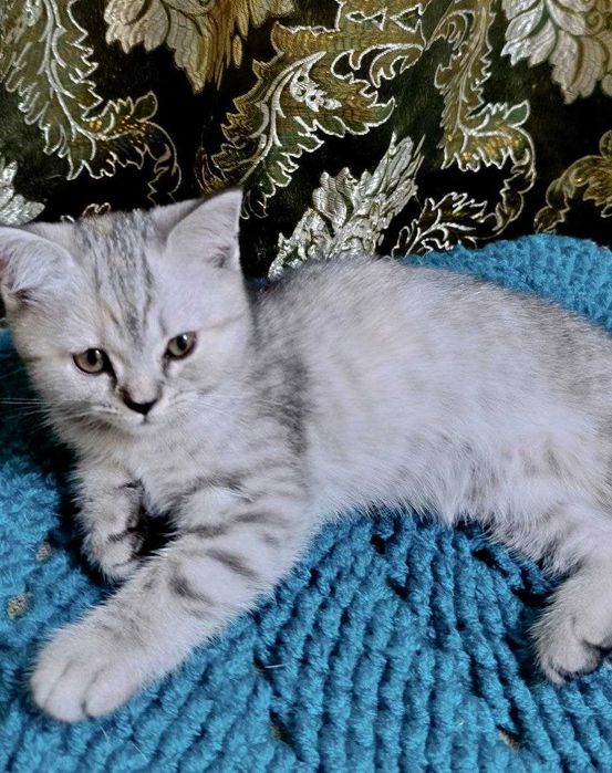 Очаровательные котята-девочки ищут заботливый дом