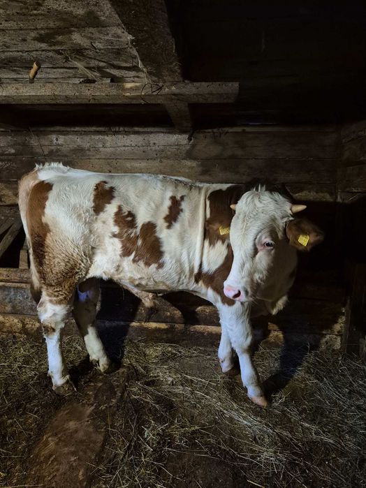 Vând vițel de 8 luni