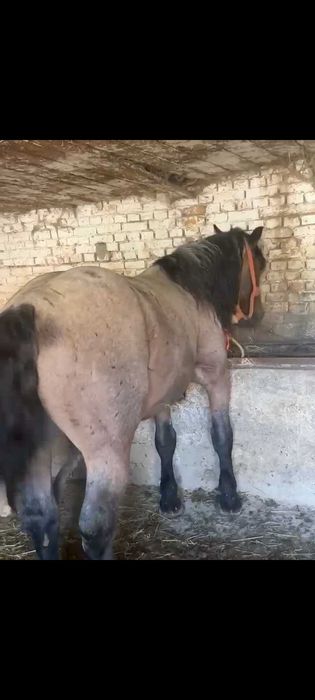 Vând cârlan semi greu