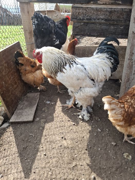 Брама Петух,молодой9мес .